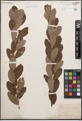 Foto von Salix cinerea L.